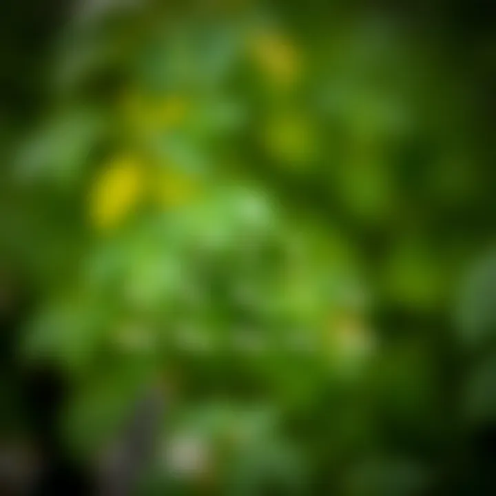 Diagram showing the hierarchical structure of a binary tree with nodes and branches